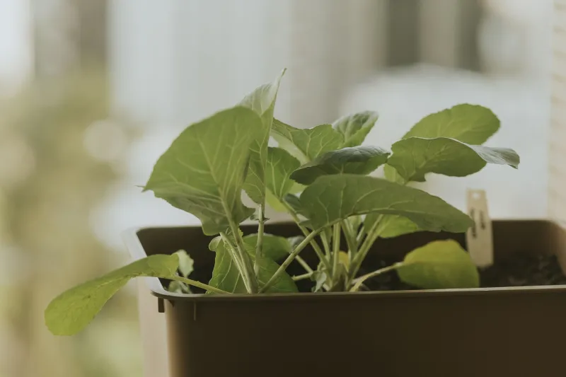Fast Greens, Real Results: Indonesian Leafy Vegetables That Go from Seed to Table in Under a Month