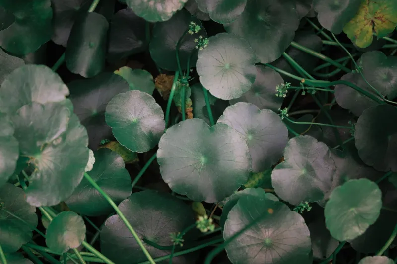 Your Salad Bowl Has a Blandness Problem — Indonesian Greens Are the Fix