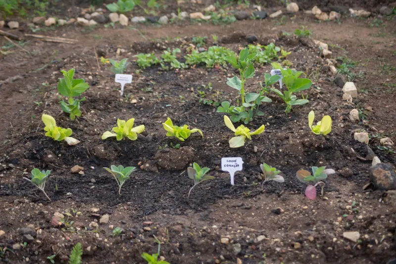 Why Your Indonesian Greens Keep Failing — And What Traditional Planting Density Gets Right