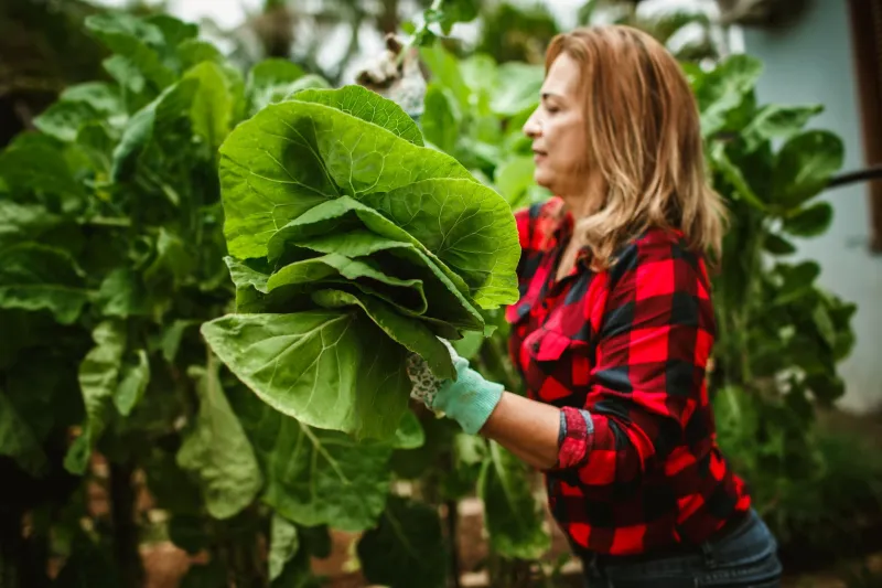 Your Garden Is Sending You Signals — Here's How to Read Them (And Cook the Evidence)